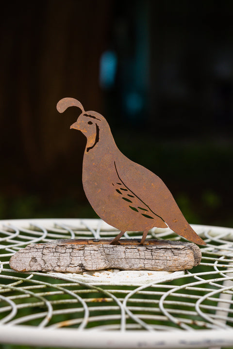 Male Quail