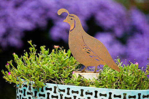 Male Quail