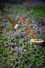 Hummingbird on Flower