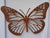 Monarch Butterfly