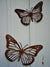 Monarch Butterfly