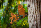 Saw-whet Owl on Pine Branch