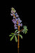 Lupine Flower Painted Garden Pick