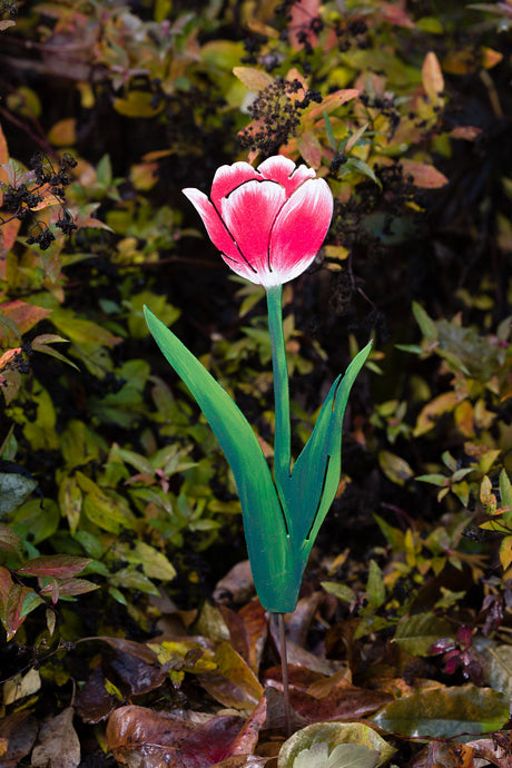 Timeless Tulip - Red