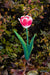 Timeless Tulip - Pink or Red