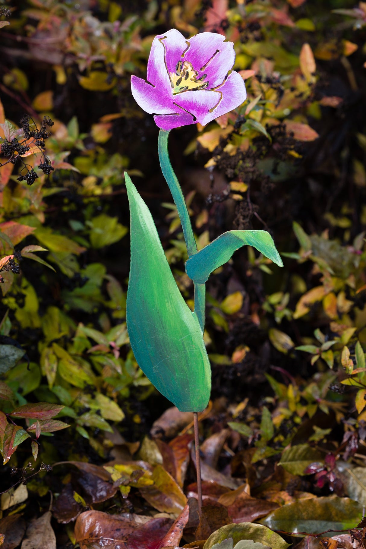 Purple Passion Tulip