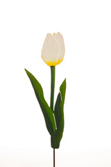 Emperor Tulip - White or Yellow