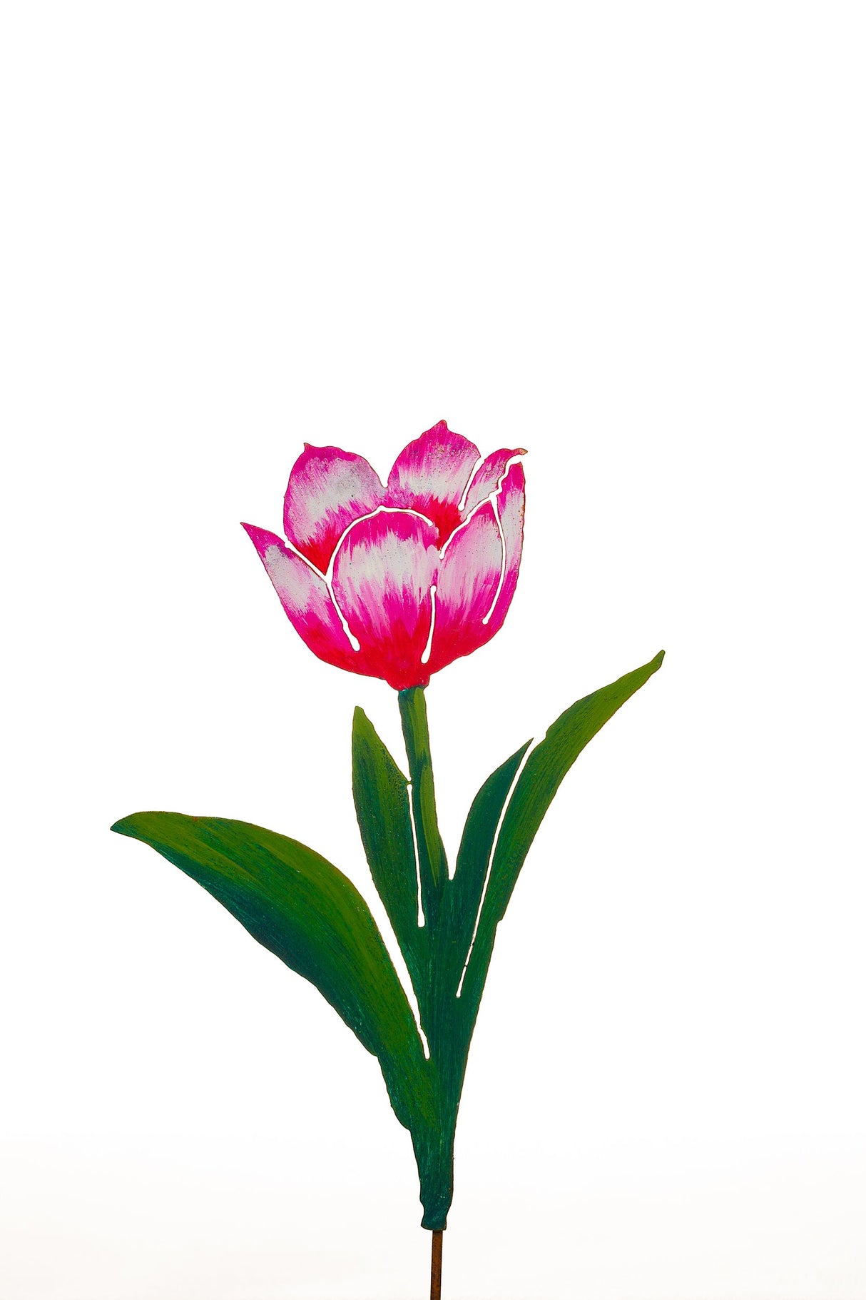 Angelique Pink Tulip