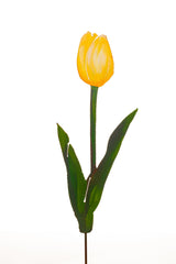 Sun Gold Tulip - Orange or Yellow