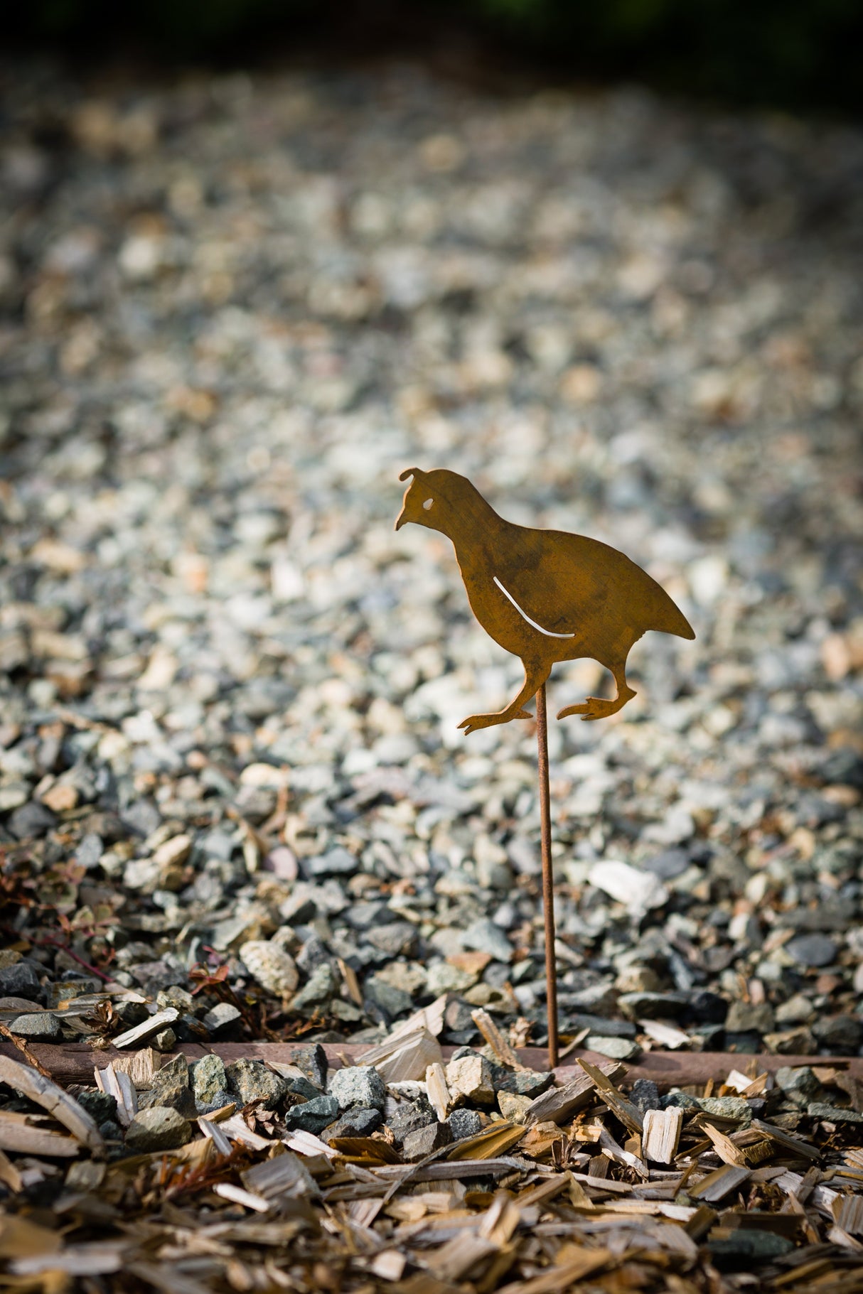 Quail - Chick Head Up - Stake