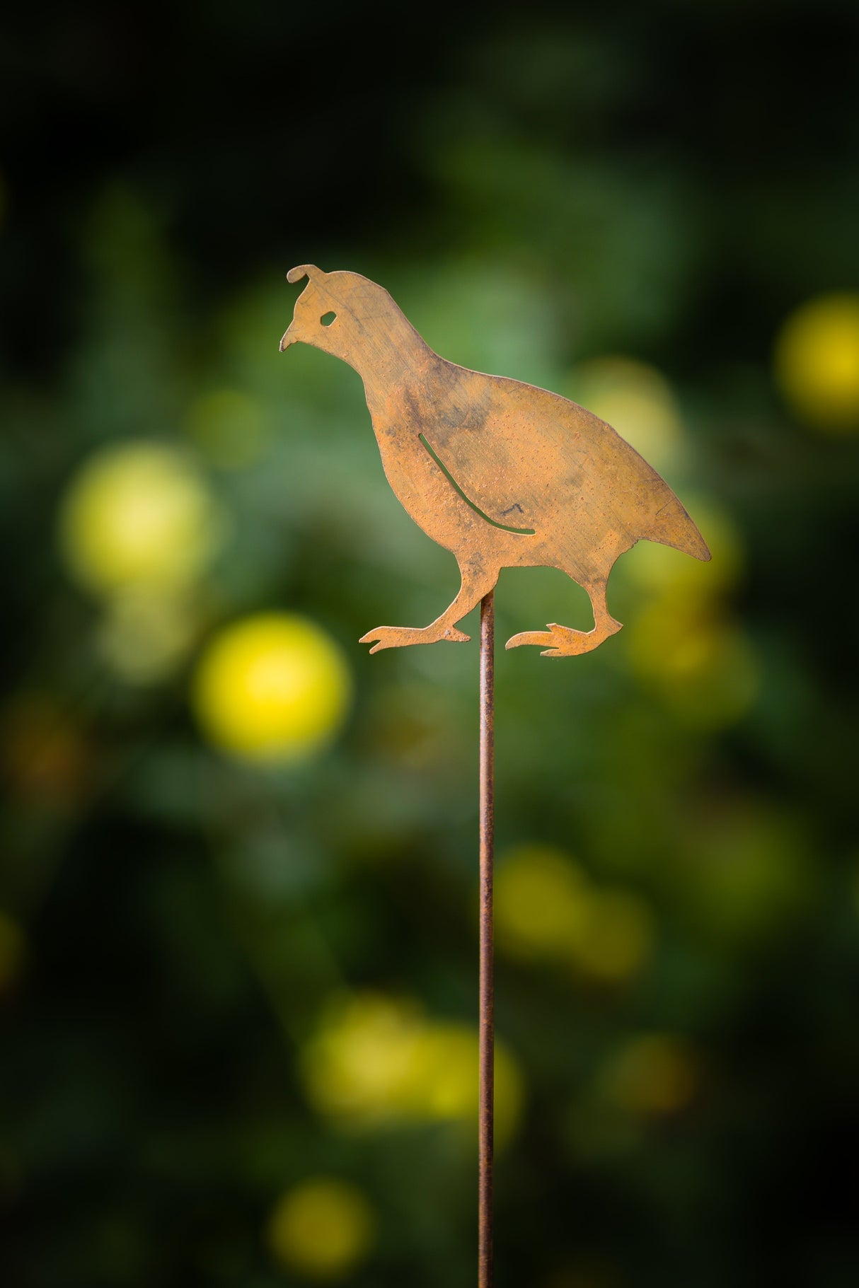 Quail - Chick Head Up - Stake