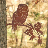 Saw-whet Owl on Pine Branch
