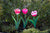 Timeless Tulip - Pink or Red