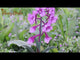 Lupine Flower Painted Garden Pick